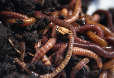 Recycling with Worms