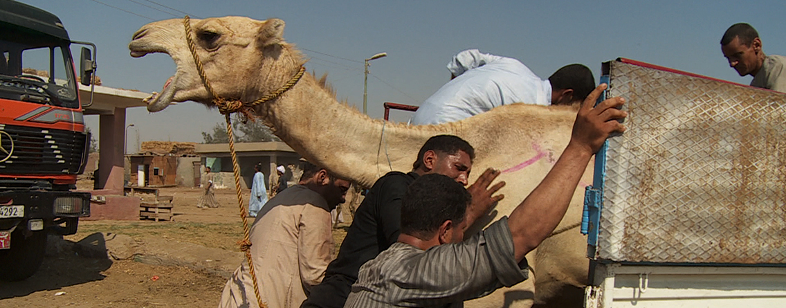 Camels, Camels, and More Camels